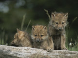 A Trio of Captive Wolf Pups Stand Behind a Fallen Tree Trunk Photographic Print by Tom Murphy