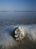 Une conque échouée sur le rivage Photographie par George Grall