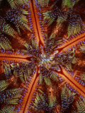 Close View of Poisonous Fire Urchin Spines Fotografie-Druck von Wolcott Henry