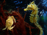 A Young Blue Crab and a Sea Horse Reprodukcja zdjęcia autor George Grall