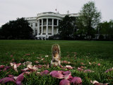 An Eastern Gray Squirrel Eating on the White House Lawn Photographic Print by Chris Johns