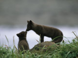 An Arctic Fox and Her Kit Photographic Print by Joel Sartore