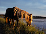 A Chincoteague Stallion Grazes on Marsh Grass Photographic Print by Al Petteway
