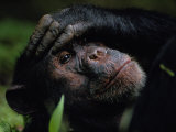 Close-up of a Chimpanzee Holding its Forehead Photographic Print by Michael Nichols