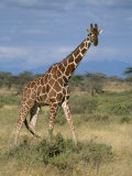 A Reticulated Giraffe on a Samburu Savanna Photographic Print by Roy Toft