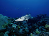 A Great Barracuda Photographic Print by Wolcott Henry