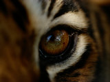 Close-up of the Eye of a Captive Bengal Tiger Photographic Print by Michael Nichols