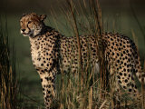 Un guépard à l'affût dans les hautes herbes Photographie par Chris Johns