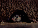 A Rat Peers out from the Sanctuary Wall Photographic Print by James L. Stanfield