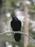 A Common Raven Calls out While Perched on a Branch Photographie par Tom Murphy