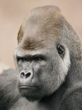 A Portrait of a Western Lowland Gorilla Fotografisk tryk af Jason Edwards A Portrait of a Western Lowland Gorilla Fotografisk tryk af Jason Edwards