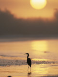 A Little Blue Heron Silhouetted on a Florida Beach at Sunrise Photographie par Roy Toft