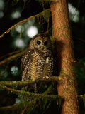 Female Northern Spotted Owl in an Old Growth Forest Area Photographic Print by James P. Blair