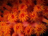 A Close View of Flower-Like Coral Polyps Fotografie-Druck von Wolcott Henry