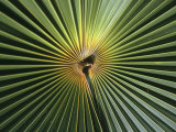 A Close View of a Palm Frond Photographic Print by Ed George
