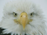 A Portrait of an American Bald Eagle Photographie par Klaus Nigge