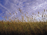 Une prairie à Victoria Photographie par Jason Edwards