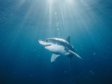 Sun rays illuminate the path of a great white shark Lámina fotográfica por Brian J. Skerry Sun rays illuminate the path of a great white shark Lámina fotográfica por Brian J. Skerry