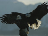 Attempting to Take over Northern American Bald Eagles Perch, Another Eagle Swoops Down from Behind Photographic Print by Norbert Rosing