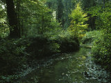 Woodland View with Stream Lámina fotográfica por Klaus Nigge