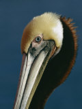 Portrait of a Brown Pelican Photographic Print by Marc Moritsch