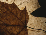 A Close View of a Maple Leaf in Fall Colors Photographie par Roy Gumpel