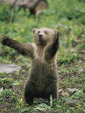 A Grizzly Bear Cub Stands with Arms Outstretched Fotografie-Druck von Tom Murphy