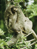Sloths Cling to a Tree Branch Photographic Print by Steve Winter