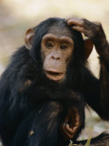 One of the Many Chimpanzees Studied by Jane Goodall at Gombe Stream National Park Photographic Print by Kenneth Love