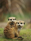 Roy Toft - A Pair of Captive Meerkats Keep Close Company Fotografická reprodukce Roy Toft - A Pair of Captive Meerkats Keep Close Company Fotografická reprodukce