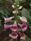 Foxglove, Which Yields Digitalis, is Vital in the Treatment of Heart Disease Photographic Print by Sam Abell