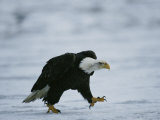 An American Bald Eagle Walks Intently Toward its Prey Photographic Print by Klaus Nigge