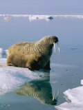 A mother and juvenile Atlantic walrus approach the edge of an ice floe 写真プリント - ノーベルト・ロージング