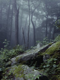View of a Wooded Hillside in the State Park Photographic Print by Bill Curtsinger