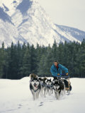A Woman Driving a Dogsled in a Forest Photographic Print by Dugald Bremner