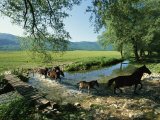 Wild Horses Cross a Stream on a High Plain Surrounded by Mountains Photographic Print by O. Louis Mazzatenta