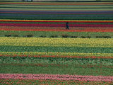 A Man Helps Tend Six Million Tulips at Keukenhof in the Netherlands Fotografie-Druck von Sisse Brimberg