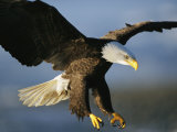 An American Bald Eagle Lunges Toward its Prey Below the Water Photographie par Klaus Nigge
