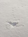 Impronte sulla neve segnano la scena dove un falco ha catturato un'alvicola Stampa fotografica di Tom Murphy Impronte sulla neve segnano la scena dove un falco ha catturato un'alvicola Stampa fotografica di Tom Murphy