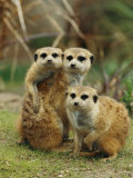 A Trio of Captive Meerkats Keeps an Eye out for Any Danger Photographie par Roy Toft