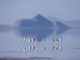 American Avocets Reflected in a Pool of Water Photographic Print by James P. Blair