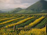 Vineyards in Californias Edna Valley Photographic Print by Michael S. Lewis