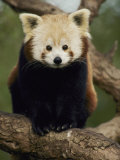 A Nepalese Red Panda Sits on a Tree Branch Photographic Print by Jason Edwards