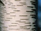 A Close View of White Birch Bark Photographic Print by Tim Laman
