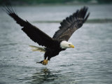 An American Bald Eagle Grabs a Fish in its Talons Photographic Print by Klaus Nigge