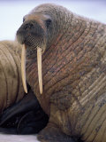 An Atlantic Walrus Rests on Some Floating Ice 写真プリント - ポール・ポール・ニックレン