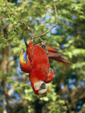 A Scarlet Macaw Hangs Upside-Down from a Branch Photographic Print by Roy Toft