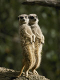 A pair of meerkats keep a double watch on things Lámina fotográfica por Jason Edwards A pair of meerkats keep a double watch on things Lámina fotográfica por Jason Edwards