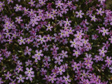 A Spray of Purple Phlox Flowers Photographie par James P. Blair