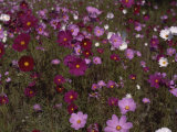 Pink and Red Wildflowers in Meadow Photographic Print by Medford Taylor